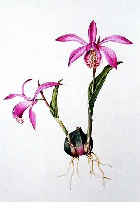 Orchidee Pleione Tongariro