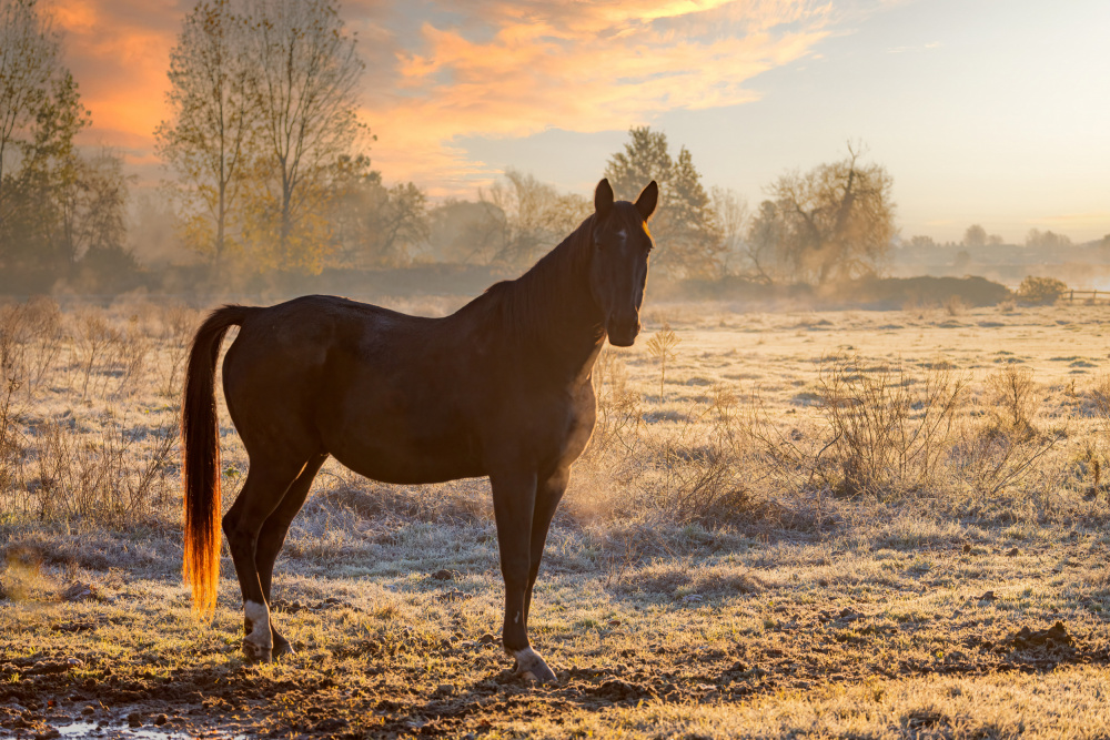 Pferd bei Sonnenaufgang von Massimo Chiodini