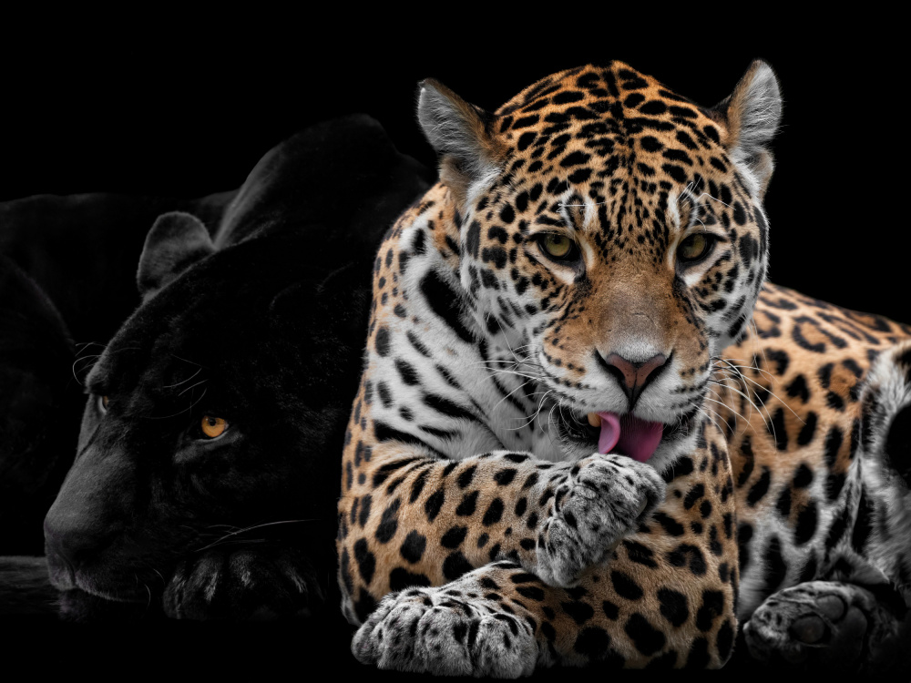 Herr und Frau Jaguar - Panthera Onca von Mathilde Guillemot