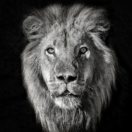 Löwenporträt - Panthera Leo