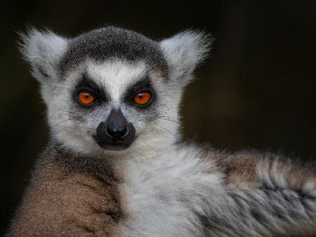 Schlagen Sie eine Pose ein – Maki Catta – Lemur catta
