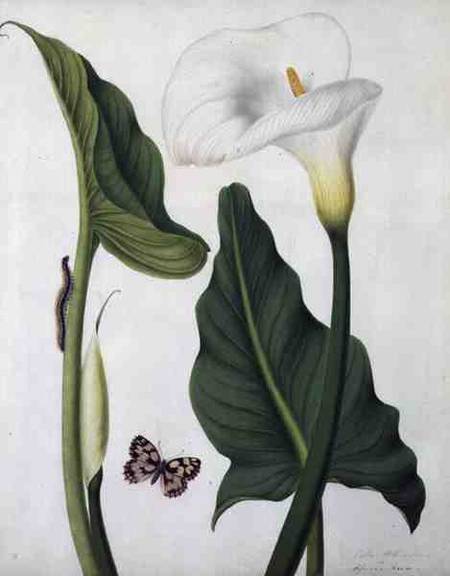 Calla Aethiopica with Butterfly and Caterpillar (w/c and gouache over pencil on vellum) von Matilda Conyers