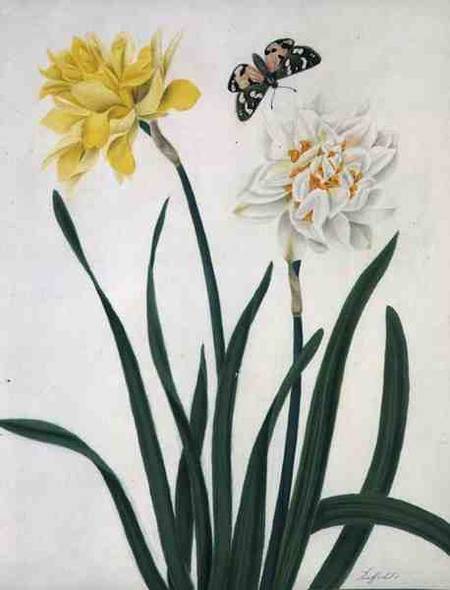 Narcissi and Butterfly (w/c and gouache with gold over pencil on vellum) von Matilda Conyers