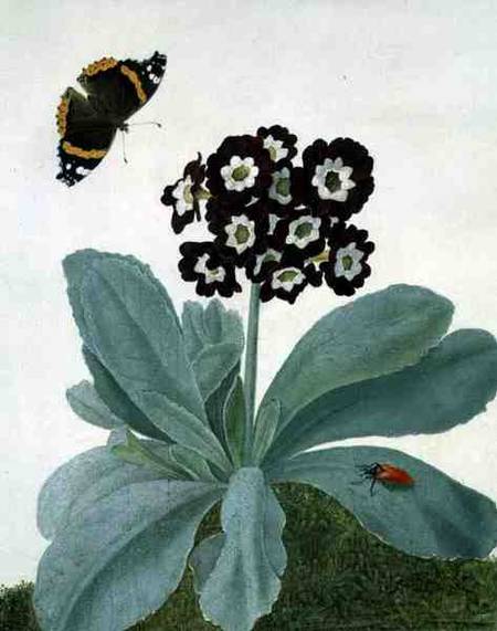 Primula Auricula with Butterfly and Beetle von Matilda Conyers
