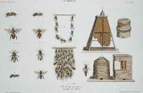 Bees and bee-keeping, from 'The Young Landsman', published Vienna, 1845 (hand-coloured litho) 17th