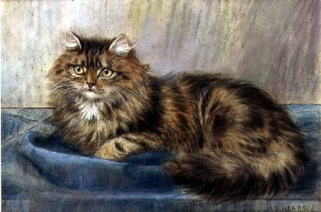 Persian Cat (pastel) von Maud D. Heaps