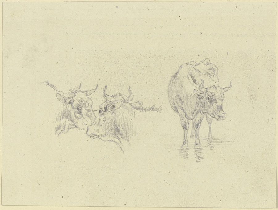 Kuh im Wasser und zwei Kuhköpfe von Max Joseph Wagenbauer