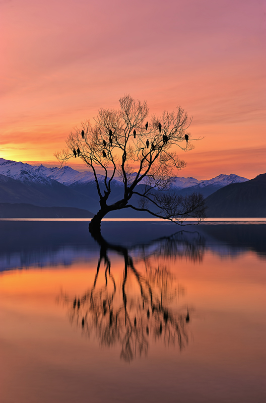 Lone Tree is not Lonely von Mei Xu