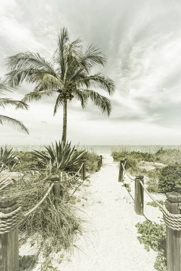 Weg zum Strand - Palmen & Meer | Vintage 2020