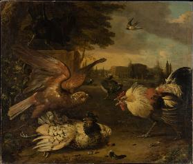 Ein Hahn verteidigt eine von einem Falken geschlagene Henne