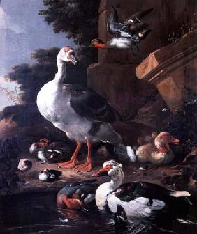 Waterfowl in a classical landscape 17th centu