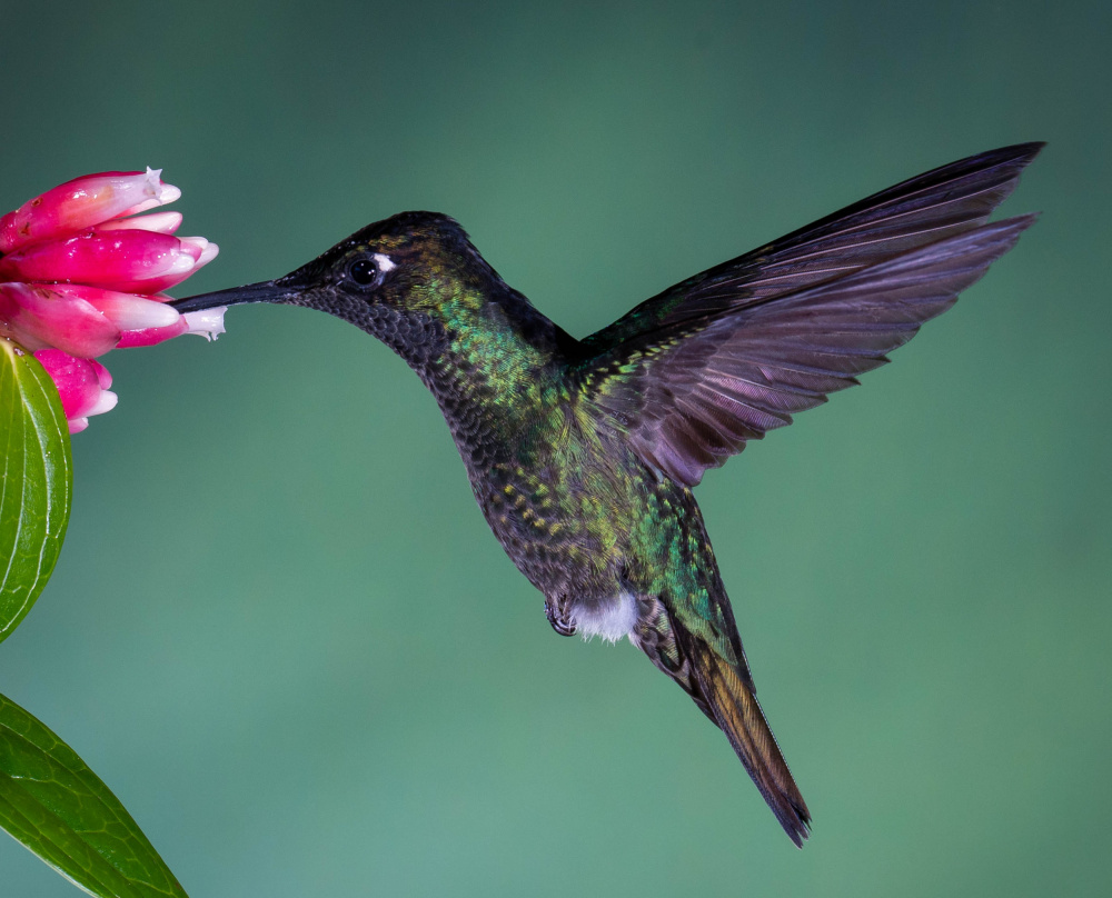 Costa Ricanischer Kolibri von Melissa Theil