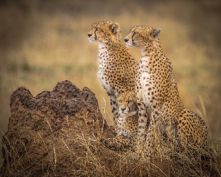 Serengeti-Geparden