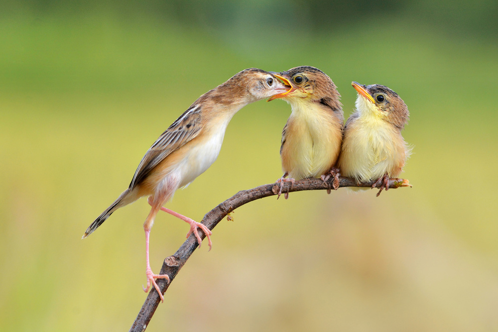 Vögel füttern Babys von Memensaputra