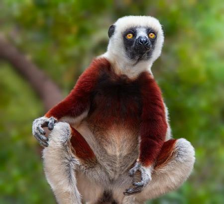Lemur: Sifaka-Porträt