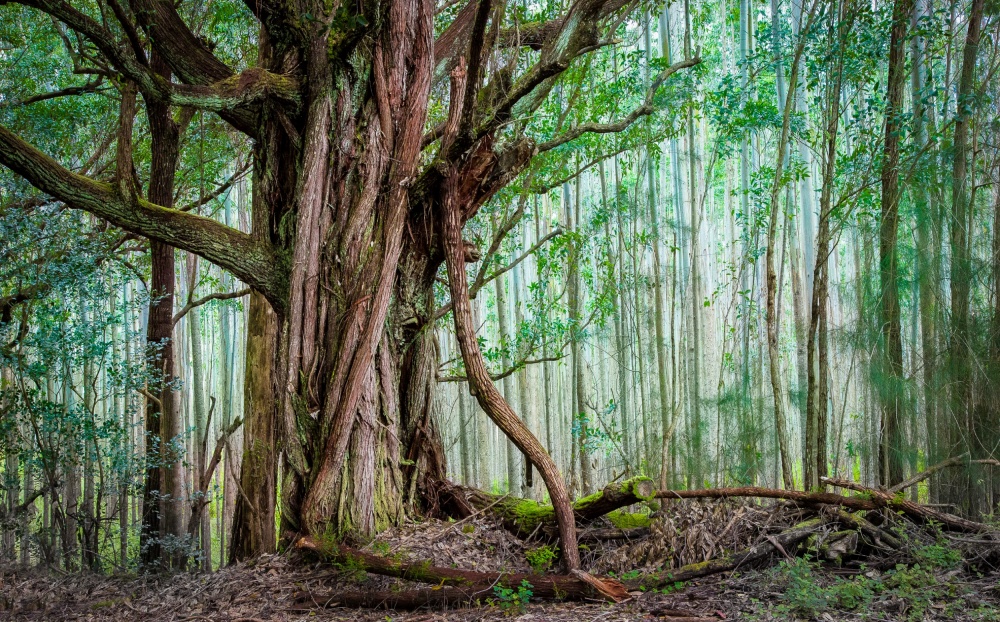 Regenwald im Waipio-Tal von Michael Delman