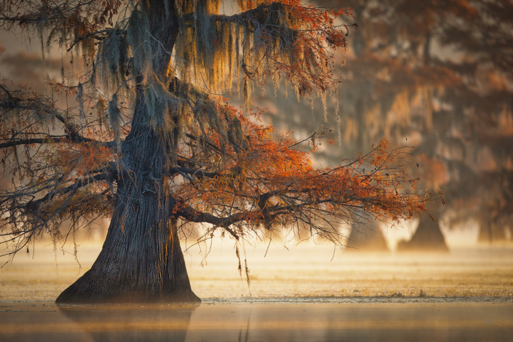 Eine Zypresse im Herbstwasser von Michael Zheng