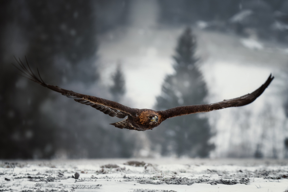 Adler im Winter von Michaela Firešová