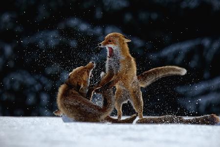 Kämpfe auf Schnee