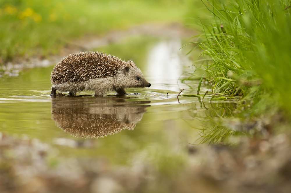 Hedgehog von Michal Candrak