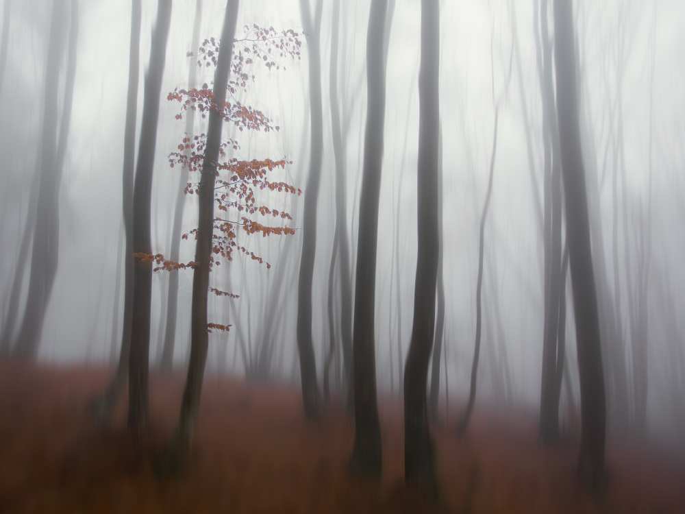 autumn' mist von Michel Manzoni