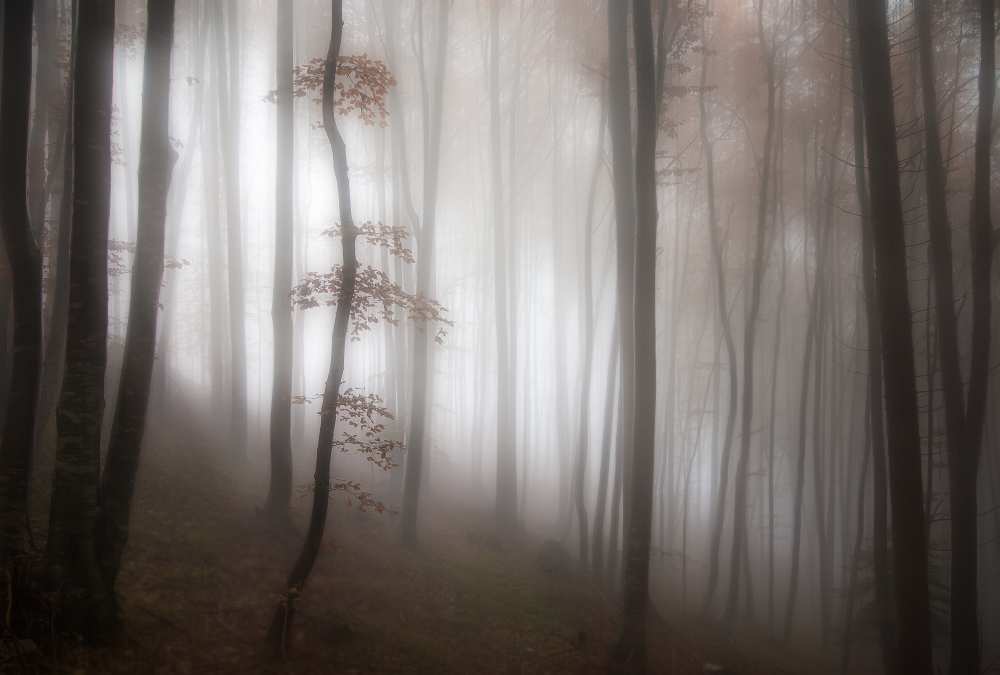 in the forest..... von Michel Manzoni