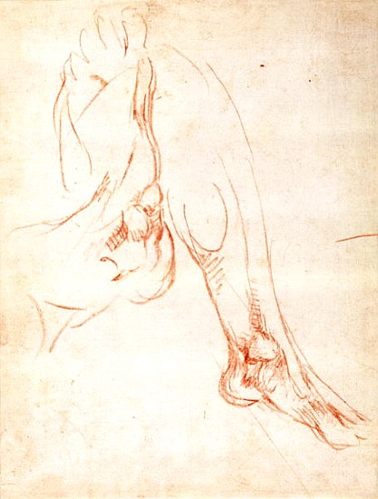 Study of a lower leg and foot von Michelangelo (Buonarroti)