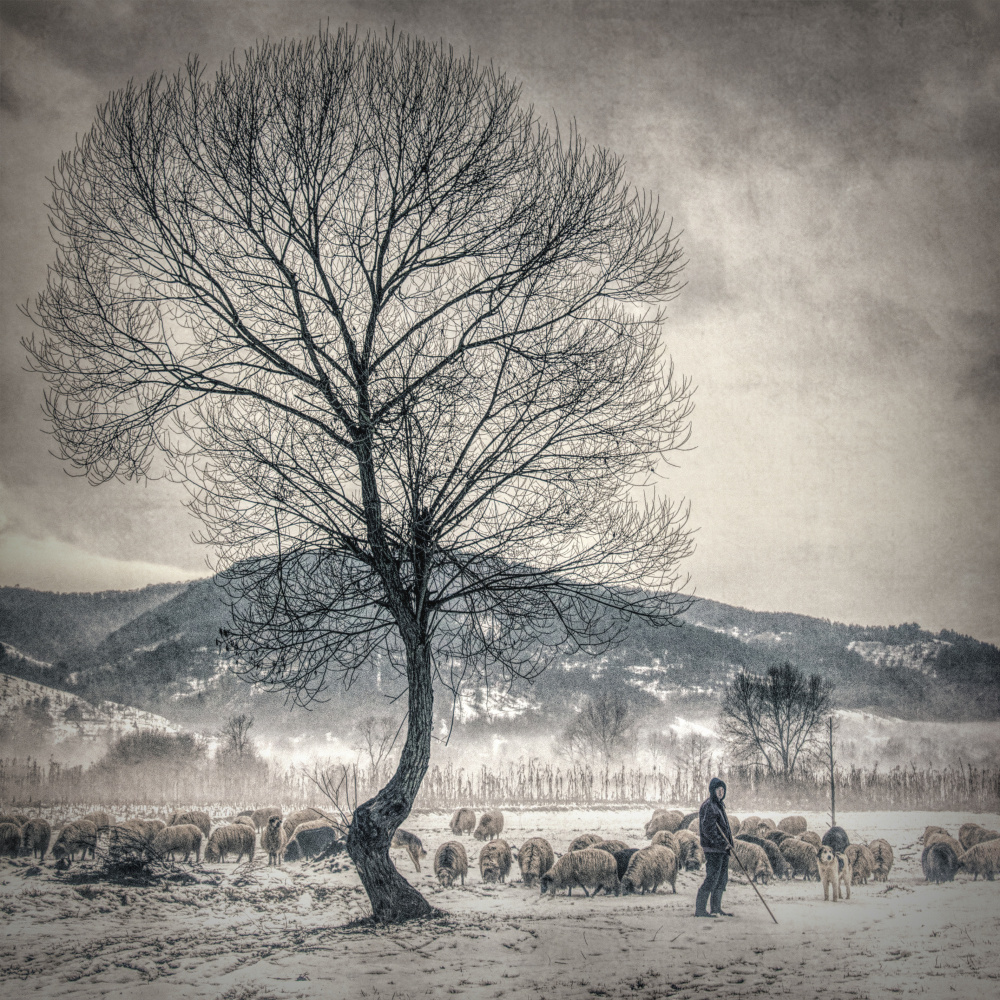 Winterweide von Mihai Ian nedelcu