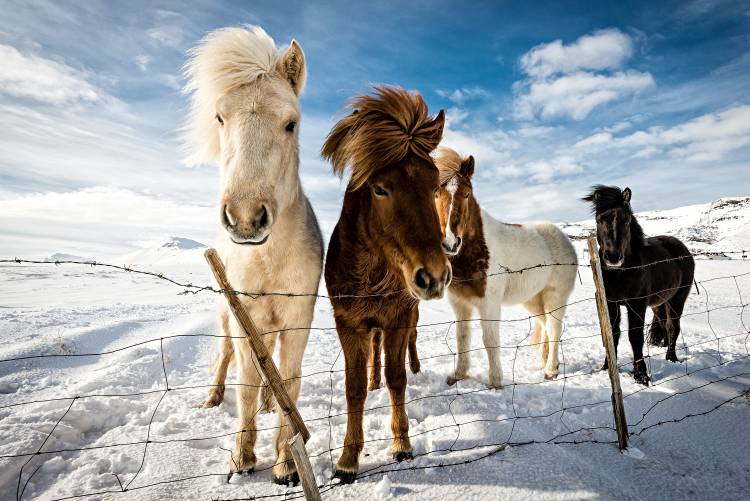 Icelandic Hair Style von Mike Leske