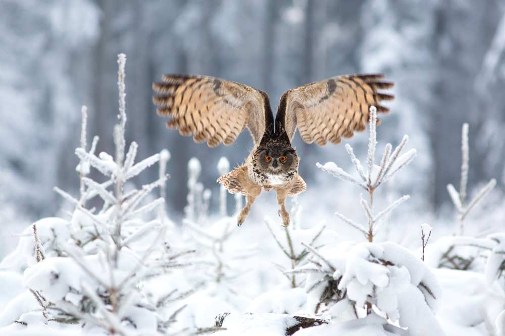 Eurasian eagle-owl von Milan Zygmunt