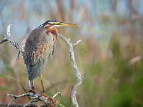 Purple Heron