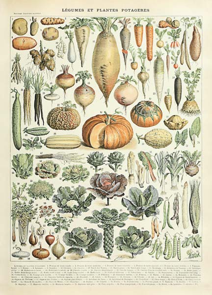 Legume et plante potageres von Adolphe Millot