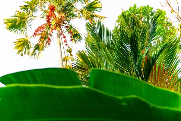 Bananenblatt, Palme, Baum, Natur, Bali, Regenwald, grün von Miro May