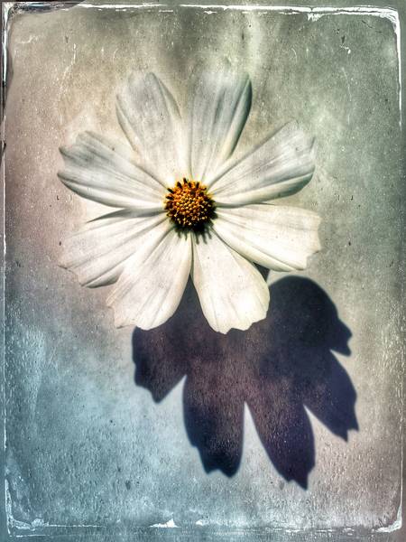 Blume in weiss von Miro May