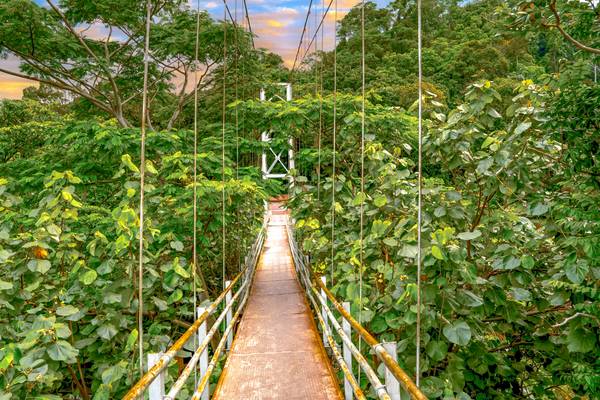Brücke im Regenwald, Pflanzenwelt, Brücke im grünen, tropische Pflanzen, Sumatra von Miro May