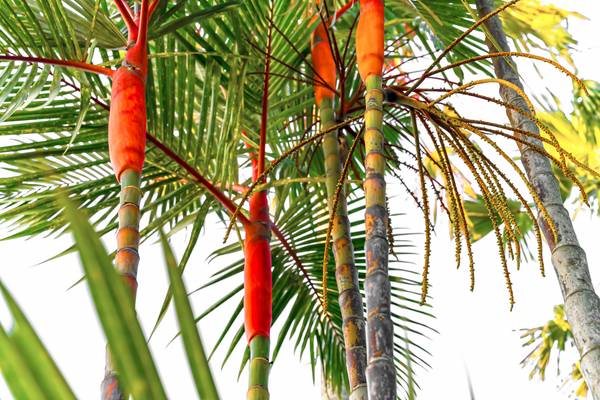 Palmen, Natur, Bali, tropisch, Regenwald, Farben der Natur von Miro May