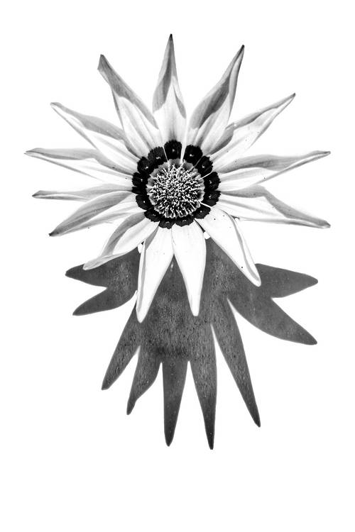 Sonnenblume, Blume, schwarzweiss, weiss auf weiss, schatten, Fotokunst, minimalistisch, floral von Miro May