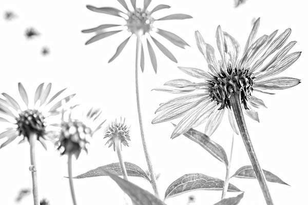 Sonnenblume, Blumen, schwarzweiss, weiss auf weiss, schatten, Fotokunst, minimalistisch, floral von Miro May
