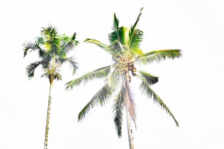 Palmen, Bali, minimalistisch, tropisch, Natur, Coco 2022