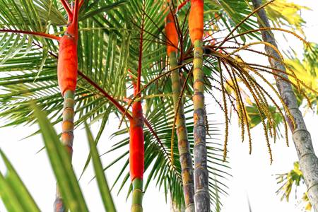 Palmen, Natur, Bali, tropisch, Regenwald, Farben der Natur 2022