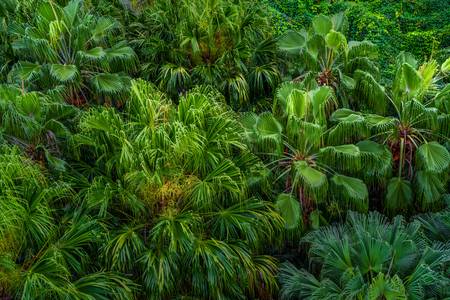 Palmen, Regenwald, Natur, Grün, Wunder der Natur, Jungle, Bäume 2022
