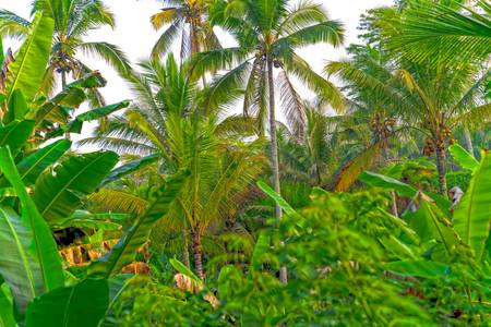 Regenwald, Bali, Natur, floral, tropisch, Palmen 2022