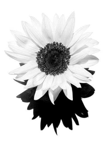 Sonnenblume, Blume, schwarzweiss, weiss auf weiss, schatten, Fotokunst, minimalistisch, minimal, flo 2022