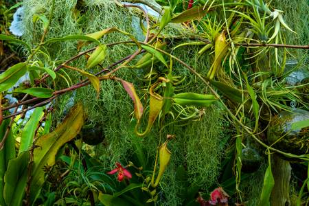 Traumhafte Natur, Regenwald, Pflanzen in der Jungle, Floral, Pflanzen, Blumen 2022