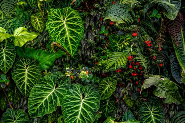 Tropische Pflanzen im Regenwald, Pflanzen und Blumen im Dschungel, Botanische Motive von Miro May