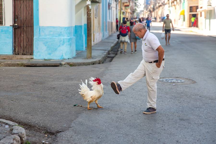 Viva Rooster. Havana Cuba von Miro May