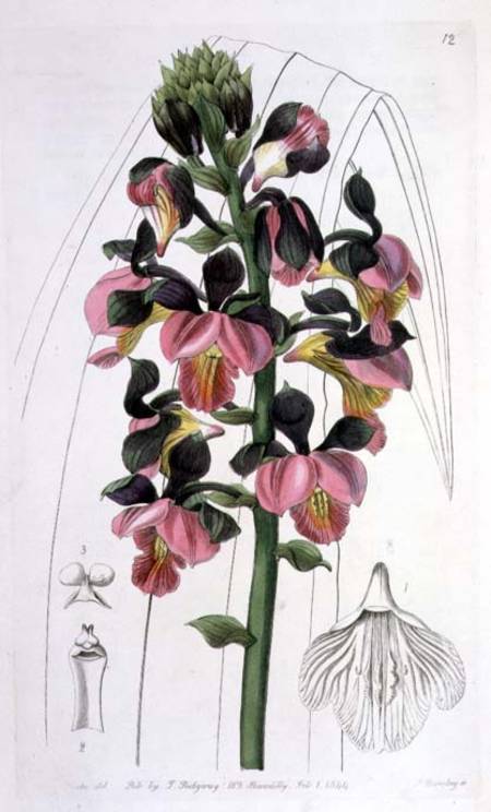 Orchis Lissochilus Roseus, published by I. Ridgway von Miss Drake