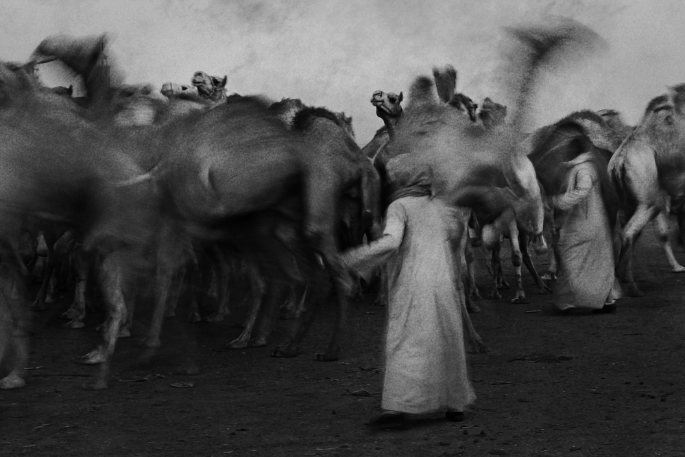 Der Markt der Kamelbändiger von Mohamed Fawzy Kutp