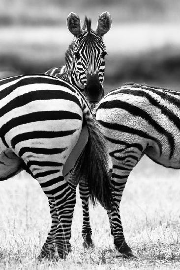 Zebra der Keulen