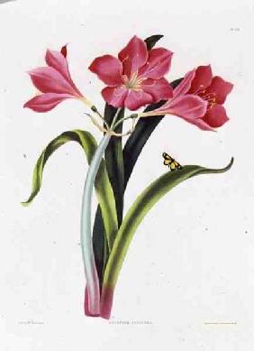 Amaryllis purpurea, plate 39 from 'Selection of Hexandrian Plants', engraved by Robert Havell (1769- pub. 1831-